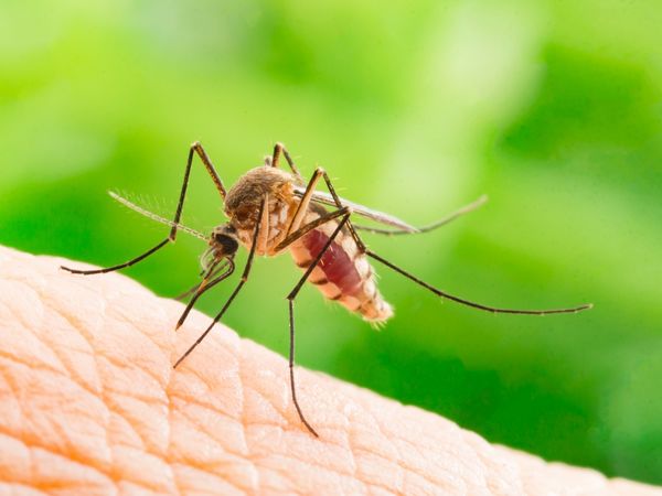 Répulsifs moustiques pour pays tropicaux