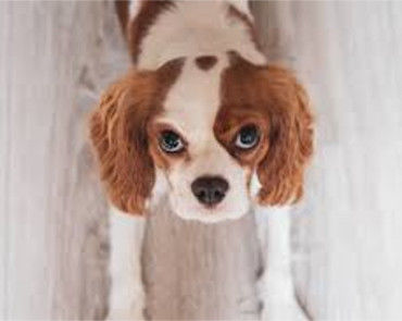 Parapharmacie vente en ligne de produits Chien Alimentation
