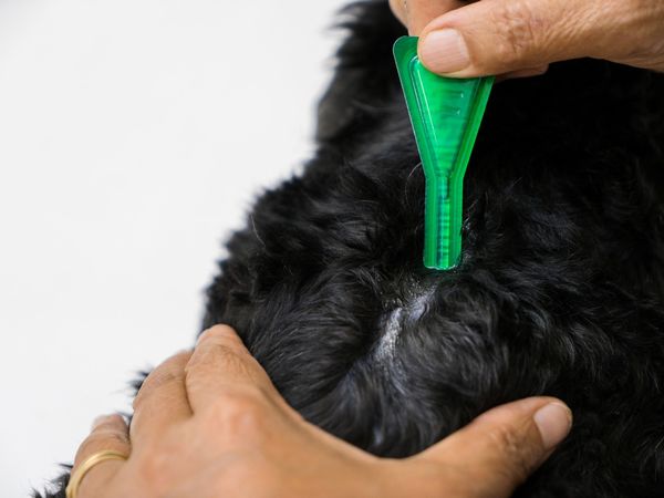 Traitement Anti Puces Et Tiques Spot On Traitement Pour Les Animaux