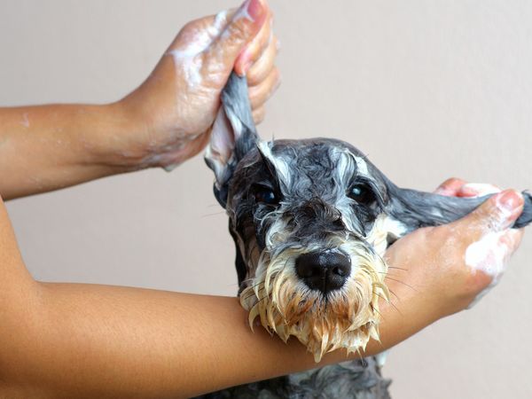 Parapharmacie vente en ligne de produits Shampooings Traitants Puces / Tiques / Gale