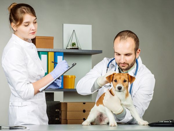 Parapharmacie vente en ligne de produits Antiseptiques Vétérinaire