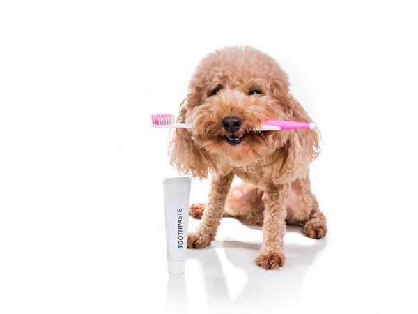 Parapharmacie vente en ligne de produits Dentaire / Haleine Vétérinaire