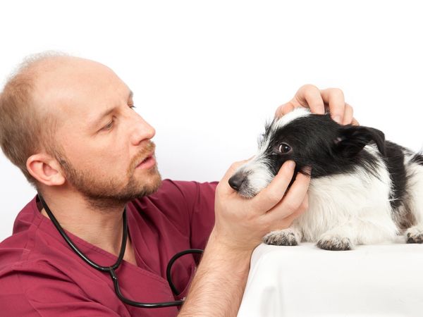 Parapharmacie vente en ligne de produits Yeux Vétérinaire