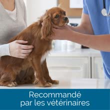 vet