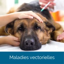 maladie vectorielle