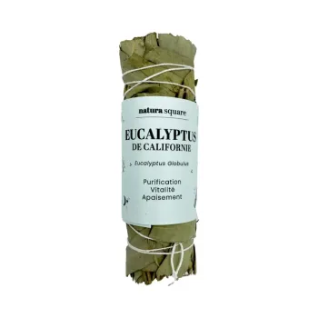 Eucalyptus de Californie Natura square - 1 fagot