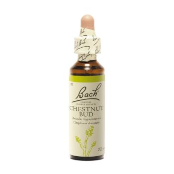 Fleur de Bach Chestnut Bud Aesculus hippocastanum - flacon de 20 ml
