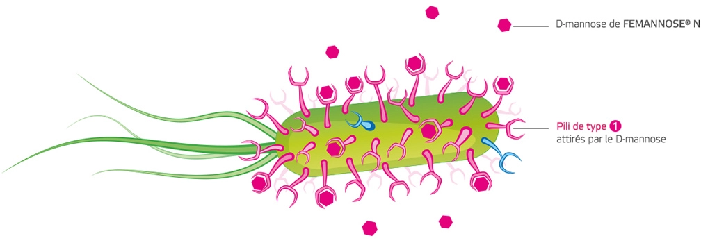 D-mannose versus phytothérapie ?